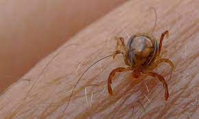 A woman in the UK has caught the deadly Crimean-Congo haemorrhagic fever