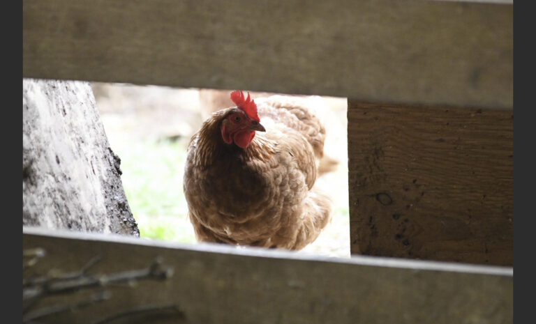 Conspiracy theories flock to bird flu, spreading falsehood