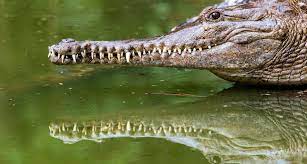 Man wrestles free from freshwater crocodile at remote Queensland waterfall