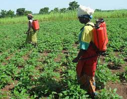 Poison on the menu: Ghana’s food contamination crisis