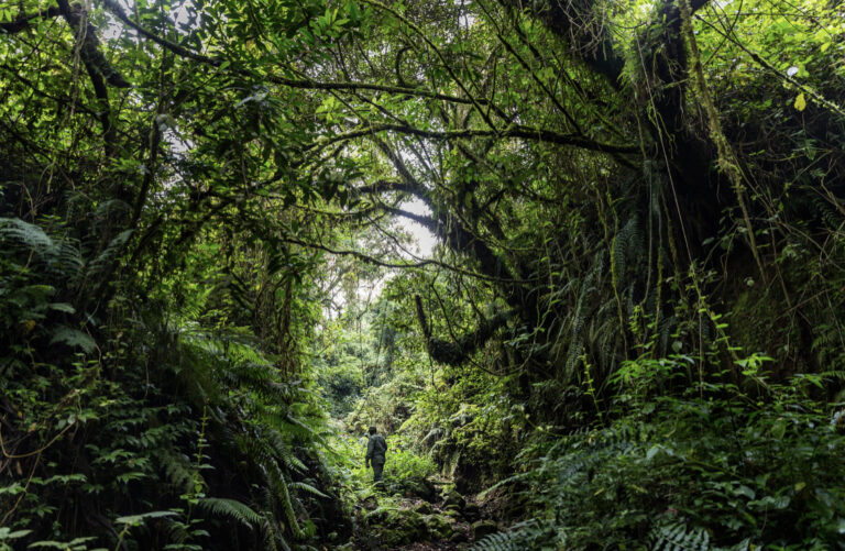 DRC to auction oil and gas permits in endangered gorilla habitat