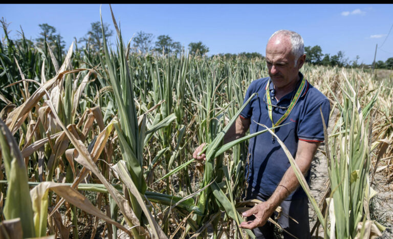 Falls in Europe’s crop yields due to heatwaves could worsen price rises