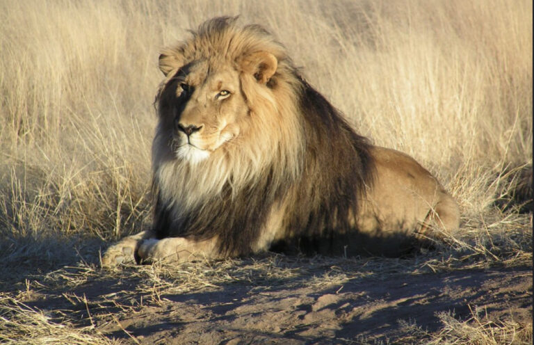 Accra Zoo lion mauls ‘intruder’ to death