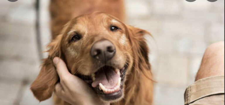 First human to dog monkeypox case prompts WHO advice to pet owners