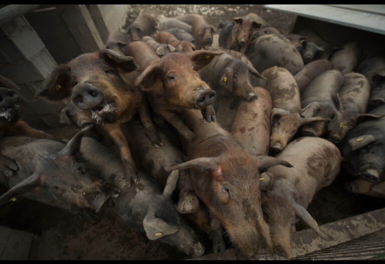 Scientists rush to create vaccine for world’s biggest animal disease outbreak 
