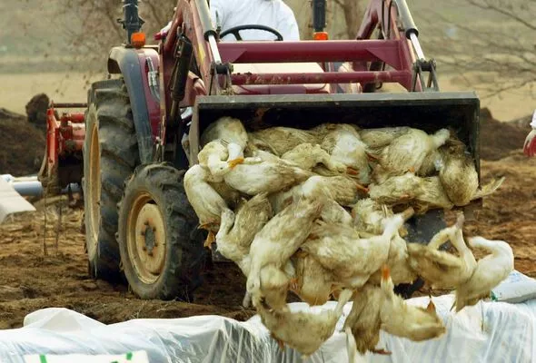 Bird Flu Outbreak in UK: All birds must kept indoor