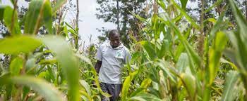 Liberia: African Development Bank Group approves $5.12 million financing for Emergency Food Production Program