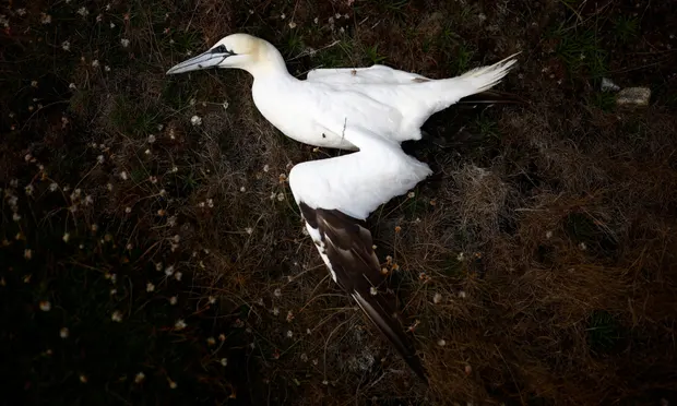 Avian flu-related deaths of tens of thousands of wild birds are the “new Silent Spring”