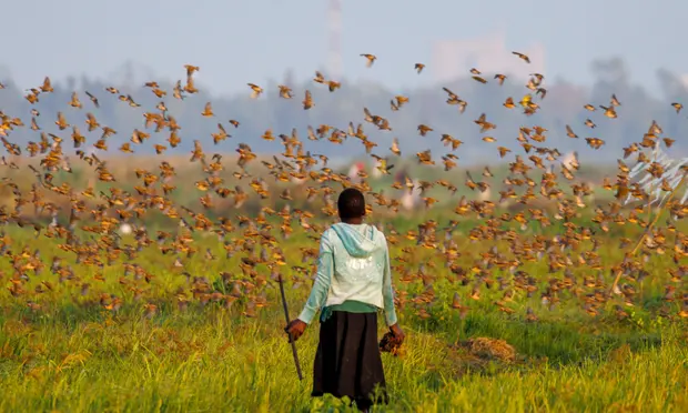 After millions of birds raided crops, Kenya declared war on them