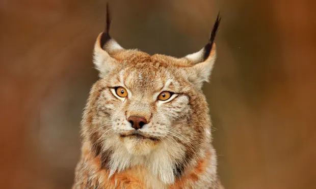 100’s of lynx to be hunted in Sweden following biggest ever wolf cull