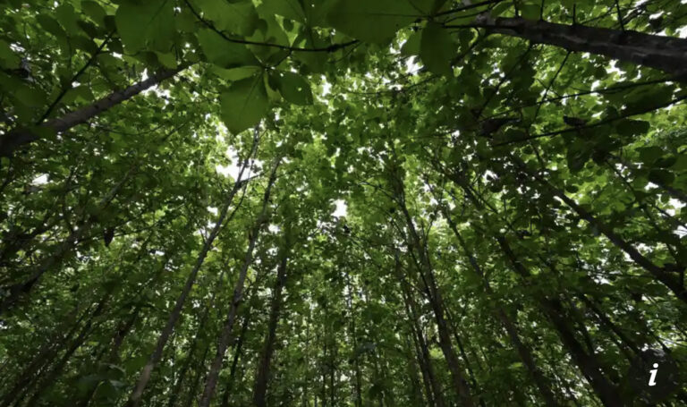AstraZeneca pledges to plant and maintain 200m trees globally by 2030