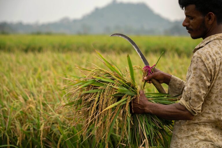 Ghana Misses 2024 Rice Self-Sufficiency Target — IFS Warns of Structural Constraints