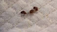 The telltale signs there are BEDBUGS in your hotel room… and how to make sure you don’t bring them back from your holiday