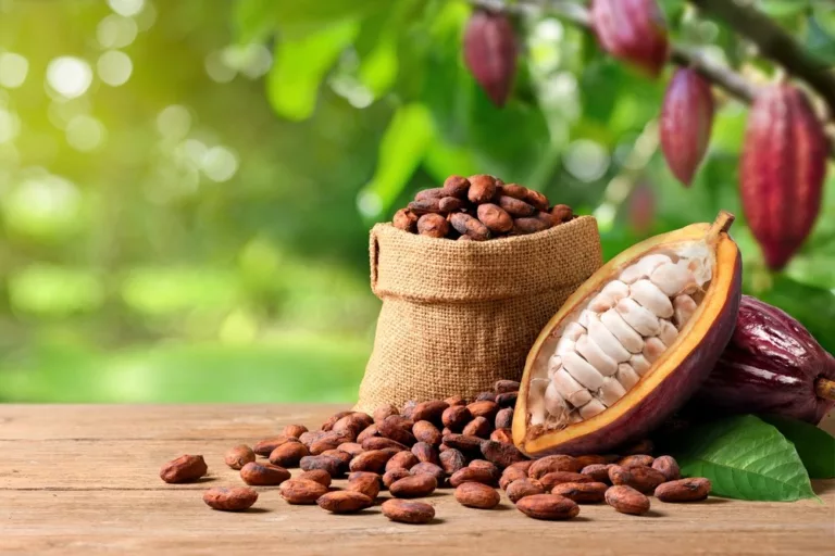 Ecuador Poised to Challenge Ghana for Second Spot in Global Cocoa Rankings