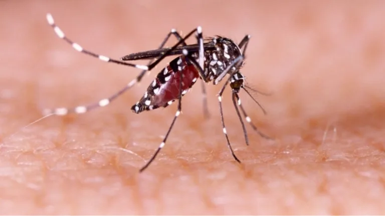36 more cases of Dengue Fever confirmed