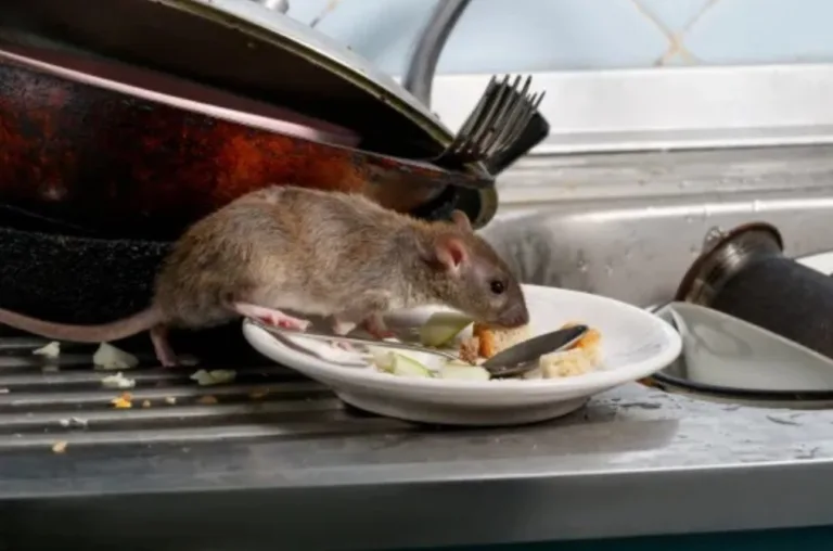 Rat disease with no cure spreads to humans, kills 4