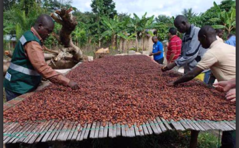 COCOBOD clarifies: No syndicated loan for 2025/2026 cocoa season