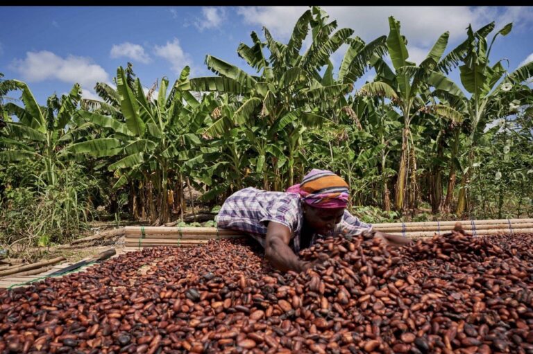 Cocoa Farmers Slam “Insignificant” Price Hike — Accuse Mahama of Betrayal