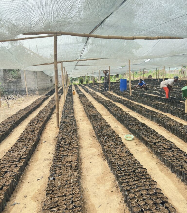 Dream Shapers Foundation Leads Land Reclamation Drive in Eastern Region’s Mining Zones