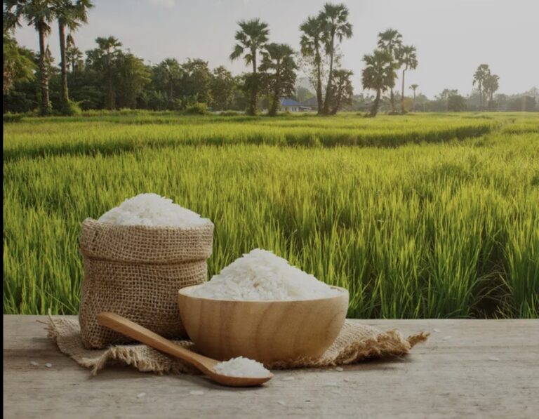 Imported Rice Cartel Crippling Ghana’s Local Farmers: How Political Lobbying and Banking Bias Are Killing Agricultural Growth