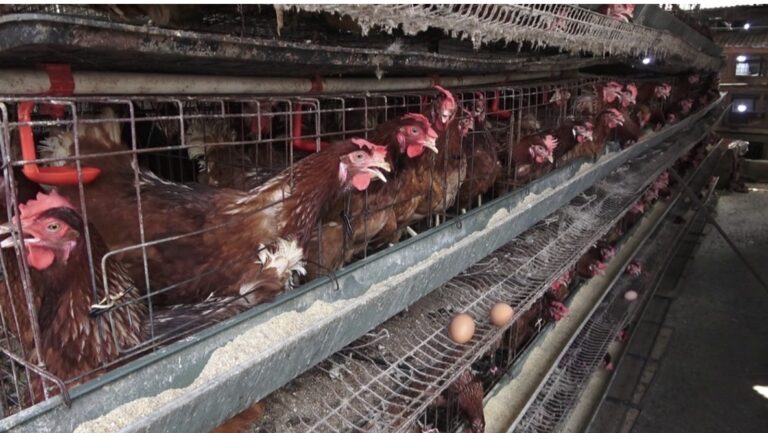 Chinese expansion in poultry market fueling egg glut – Farmers Warn