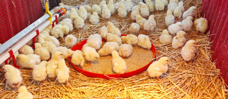 Mahama Secures 150,000 Day-Old Chicks From EU for New Flagship Poultry Project ‘Nkokonketiktie’