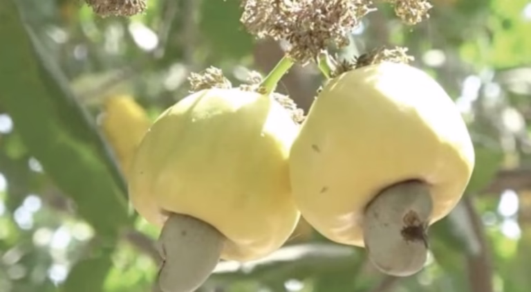 Government Approves GH¢12 Minimum Price for Raw Cashew Nuts for 2025/2026 Season