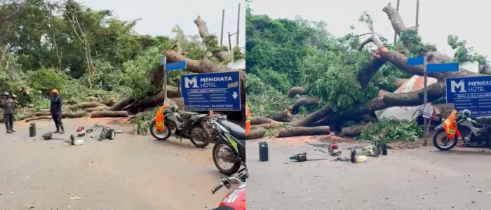 Heavy rains bring down tree, block Achimota–West Legon road